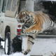 Illustration for article titled Yes, that's a tiger jumping out of a Land Rover